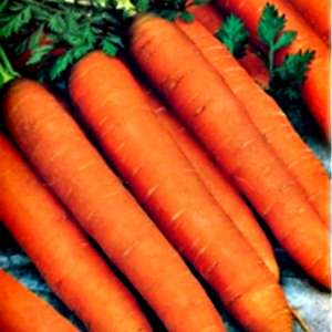 Романс F1 - морква, 100 000 насінин 2,0-2,2, Nunhems (Нунемс) Голандія фото, цiна